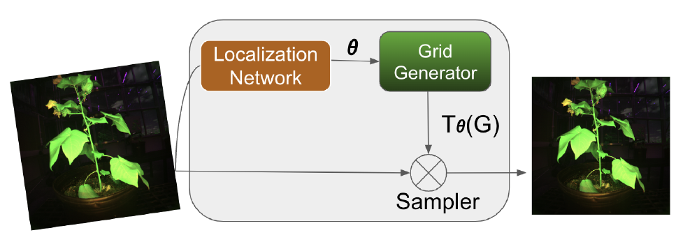 STN-YOLO Visualization